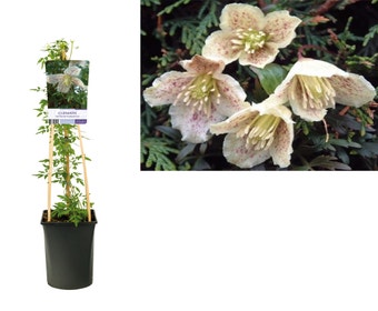Bosrank (Clematis 'cirrhosa balearica')