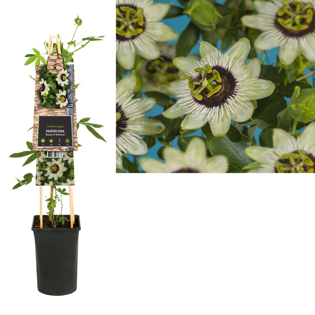 Passiebloem