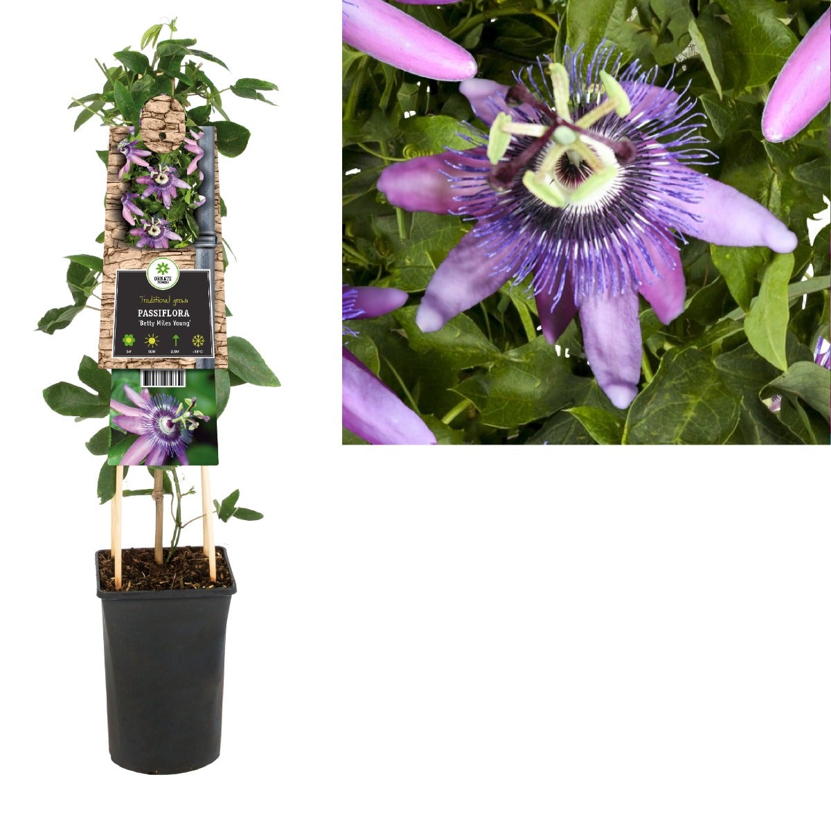 Passiebloem