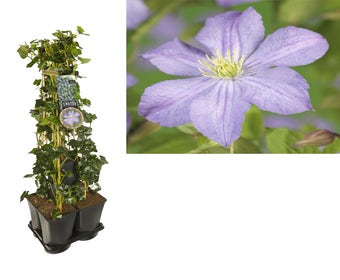 Hedera-Clematis mix haag (Prince Charles)