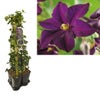 Hedera-Clematis mix haag (Romantika)