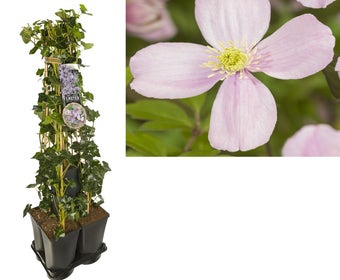 Hedera-Clematis mix haag (Rubens)