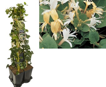 Hedera-Kamperfoelie mix haag (Hall's Prolific)