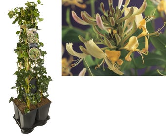 Hedera-Kamperfoelie mix haag (periclymenum)