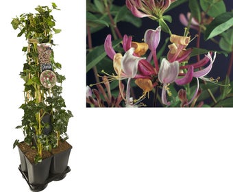 Hedera-Kamperfoelie mix haag (Serotina)