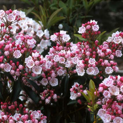 Kalmia latifolia 'Radiata'