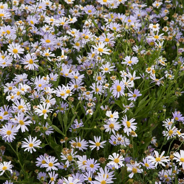Zomeraster (Kalimeris incisa)
