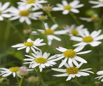 Zomeraster (Kalimeris (Kalimeris incisa 'Alba')