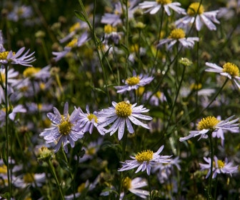 Zomeraster (Kalimeris Incisa 'Charlotte')