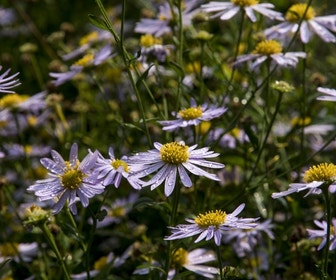 Zomeraster (Kalimeris Incisa 'Charlotte')