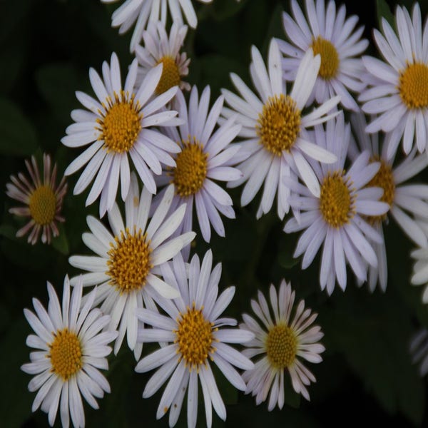Kalimeris (Kalimeris incisa 'Madiva') 
