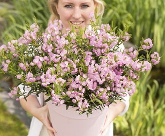 Lepelboom (Kalmia Polifolia)