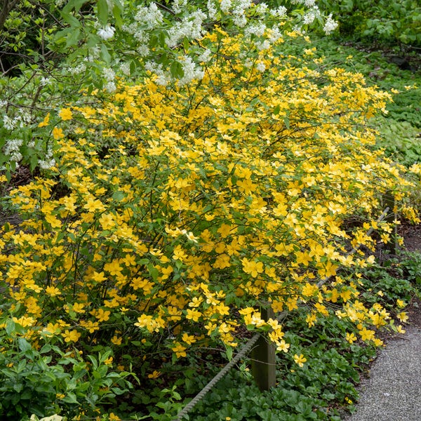 Ranonkelstruik (Kerria japonica)
