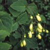 Japanse  wasbloem (Kirengeshoma palmata)
