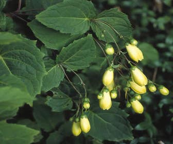 Japanse  wasbloem (Kirengeshoma palmata)
