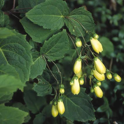 Japanse  wasbloem (Kirengeshoma palmata)
