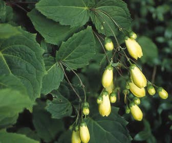 Japanse  wasbloem (Kirengeshoma palmata)