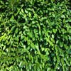 Laurier (Prunus laurocerasus 'Rotundifolia')