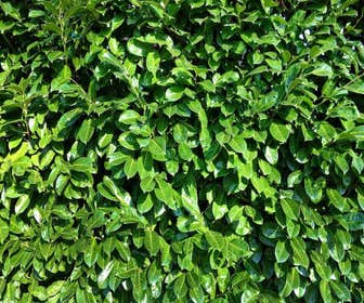Laurier (Prunus laurocerasus 'Rotundifolia')