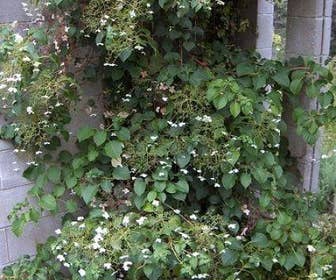 Klimhortensia (Hydrangea anomala petiolaris)