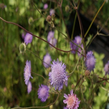 Beemdkroon (Knautia arvensis) BIO