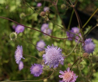Beemdkroon (Knautia arvensis) BIO