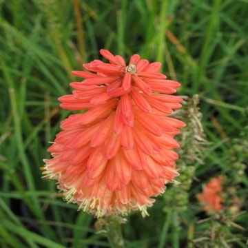Kniphofia uvaria 'Flamenco'