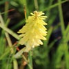 Vuurpijl/Fakkellelie (Kniphofia 'Pineapple Popsicle')