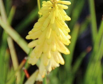 Vuurpijl/Fakkellelie (Kniphofia 'Pineapple Popsicle')