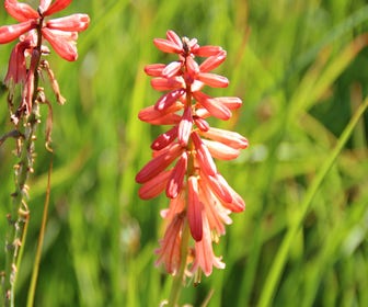 Vuurpijl/Fakkellelie (Kniphofia 'Redhot Popsicle')