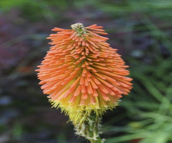 Vuurpijl (Kniphofia uvaria) BIO