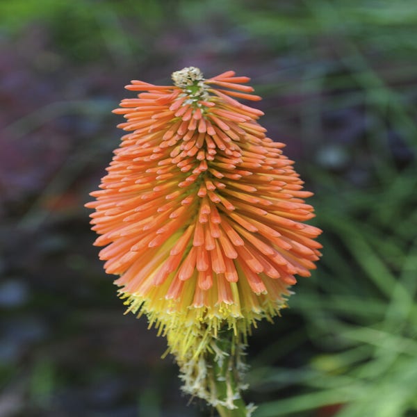 Vuurpijl (Kniphofia uvaria) BIO