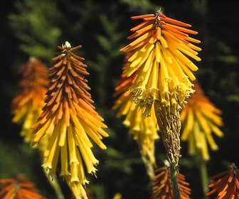 Vuurpijl/fakkellelie (Kniphofia uvaria 'Grandiflora')