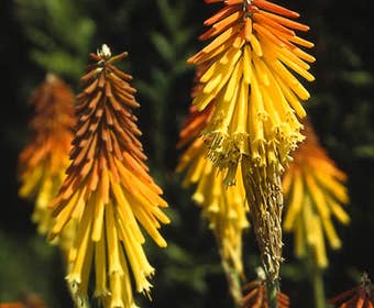 Vuurpijl/fakkellelie (Kniphofia uvaria 'Grandiflora')