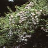 Kolkwitzia (Kolkwitzia amabilis 'Pink Cloud')