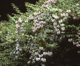 Kolkwitzia (Kolkwitzia amabilis 'Pink Cloud')