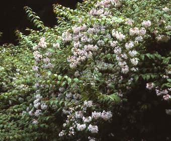 Kolkwitzia (Kolkwitzia amabilis 'Pink Cloud')