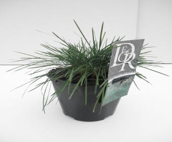 Fakkelgras (Koeleria glauca)