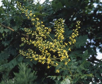 Zeepboom (Koelreuteria paniculata)