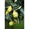 Kweepeer (Cydonia oblonga 'Rea's Mammoth')