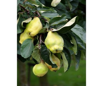 Kweepeer (Cydonia oblonga 'Rea's Mammoth')