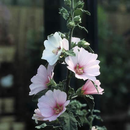 Malva 'Barnsley Baby'