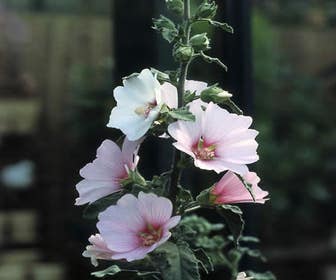Struikmalva (Lavatera 'Barnsley')