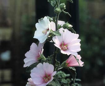 Struikmalva (Lavatera 'Barnsley')