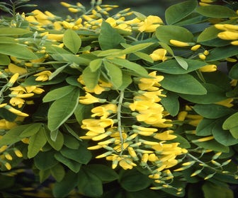 Goudenregen als boom (Laburnum anagyroides 'Yellow rocket')