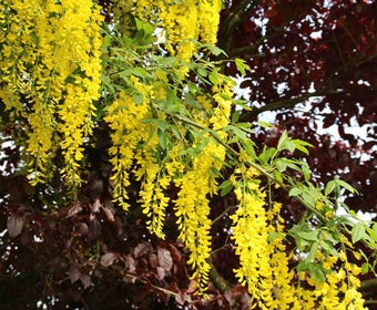 Gouden regen, struik (Laburnum watereri 'Vossii')