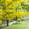 Gouden Regen als boom (Laburnum watereri 'Vossii')