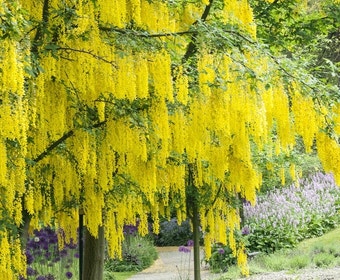 Gouden Regen als boom (Laburnum watereri 'Vossii')