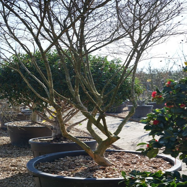 Lagerstroemia (Lagerstroemia indica) - Droomplanten