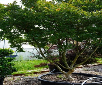 Lagerstroemia (Lagerstroemia indica) - Droomplanten